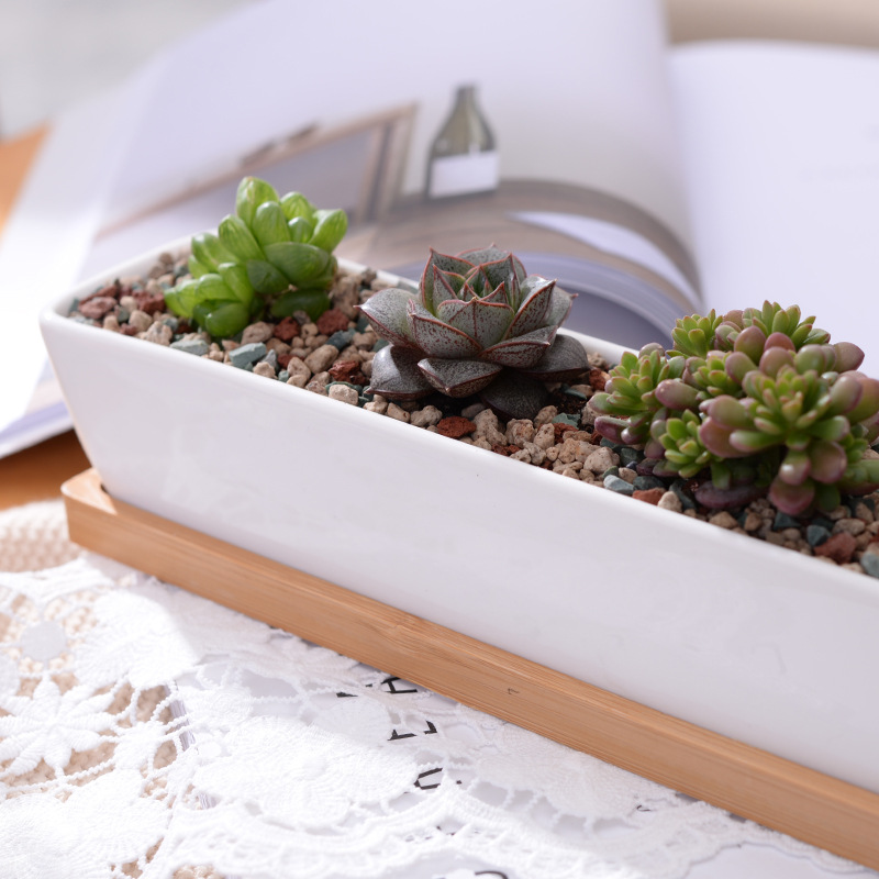 Vaso de plantador suculento de - Desktop Organizer Bamboo avaliação e preço